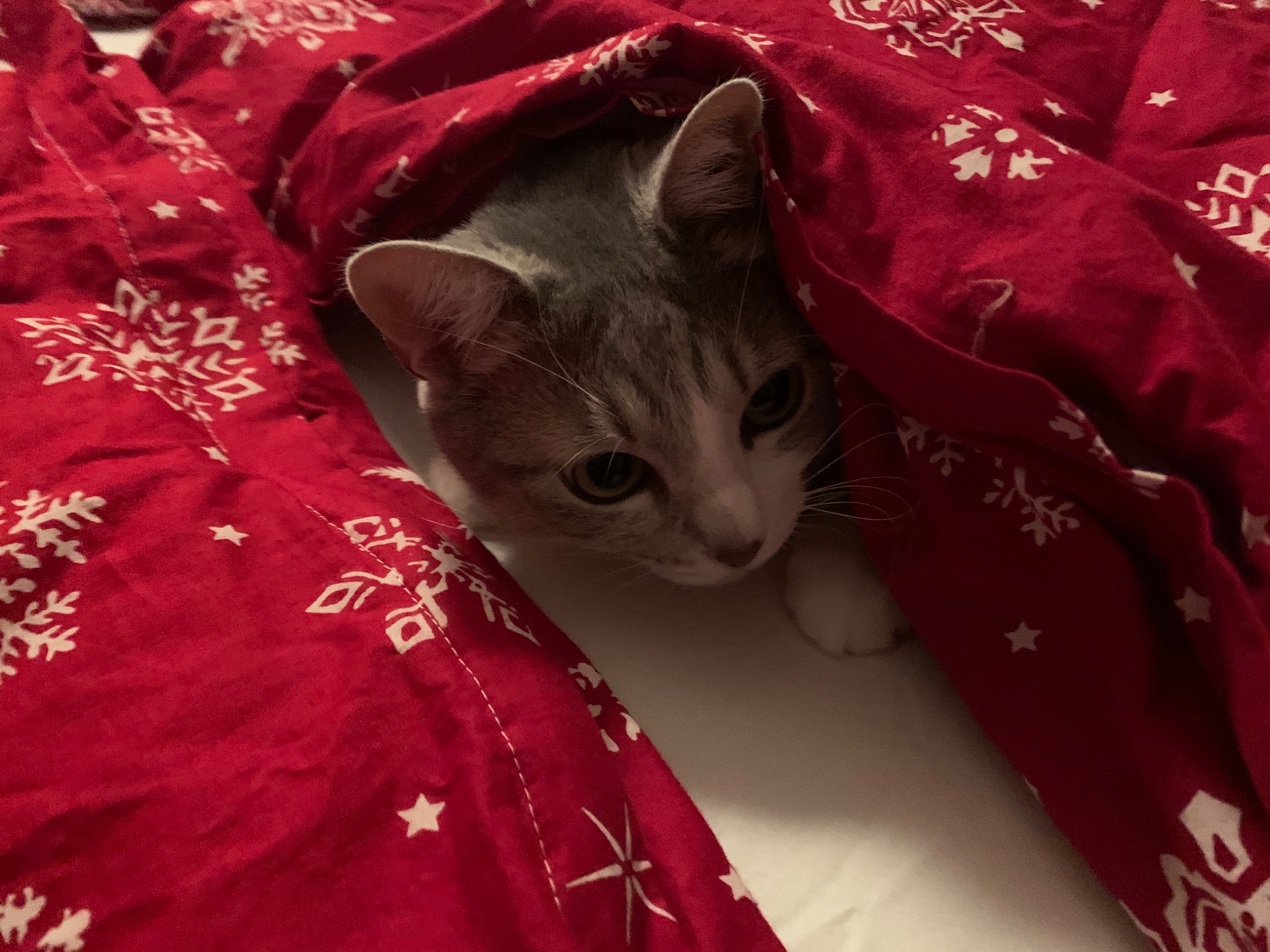 B355E139 8C51 47E1 AF61 D165A968E350